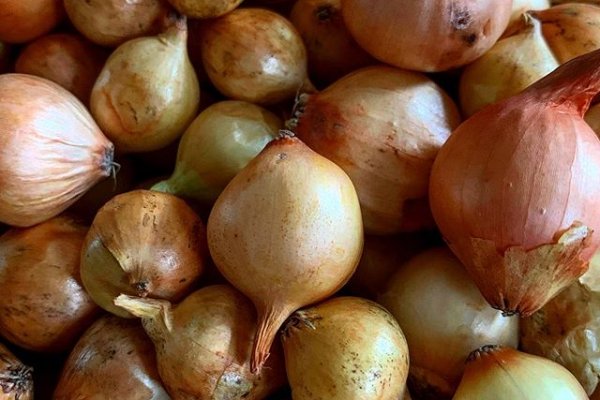 Сайт наркотиков купить